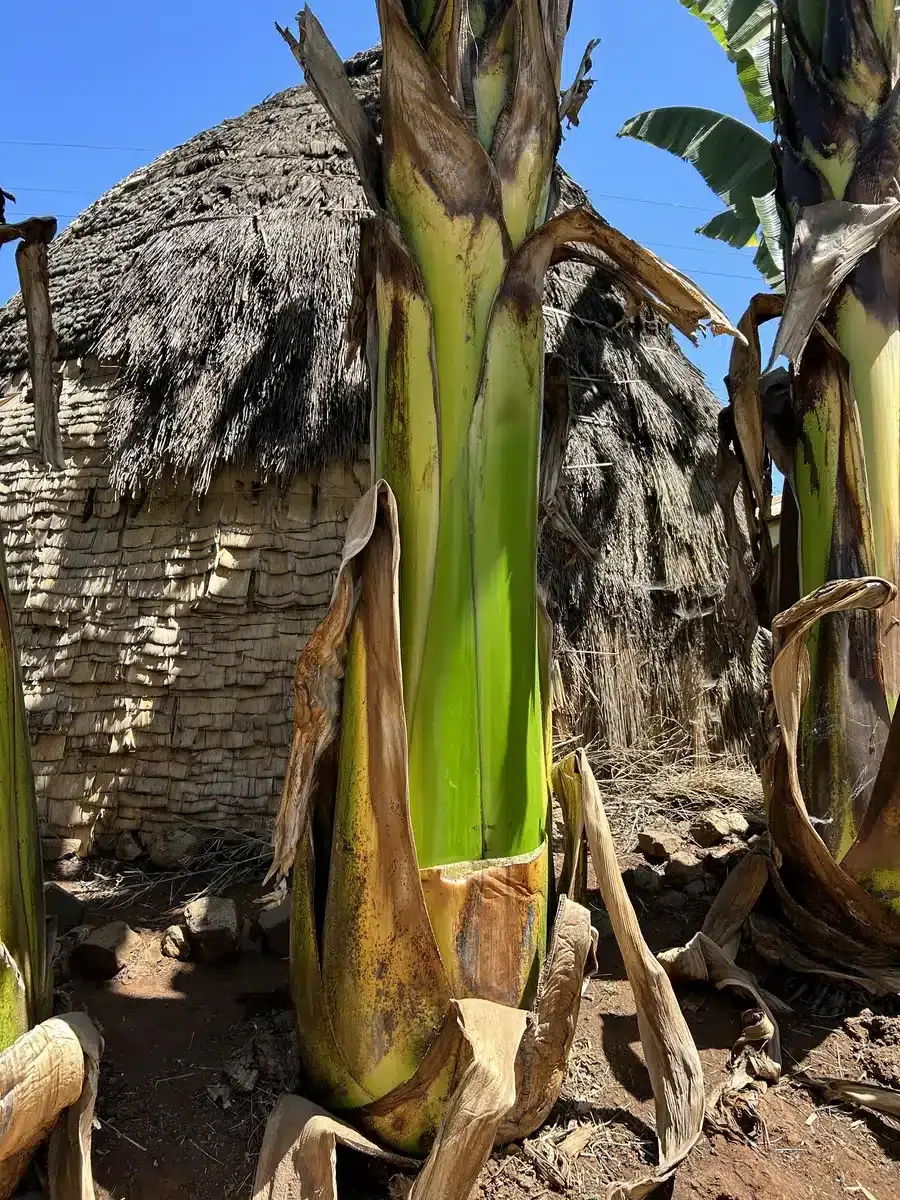 An enset plant growing beside a traditional home in Ethiopia