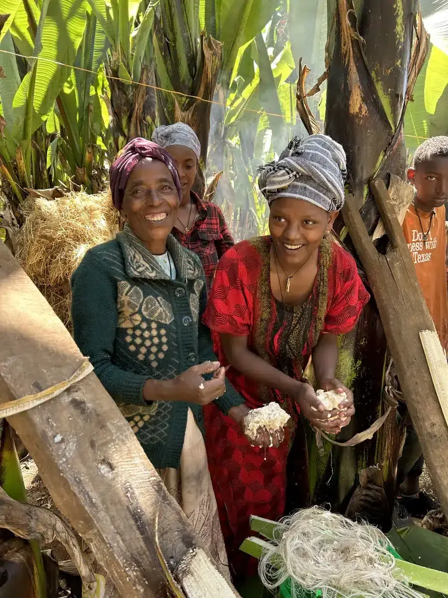 Women in Ethiopia processing enset by hand